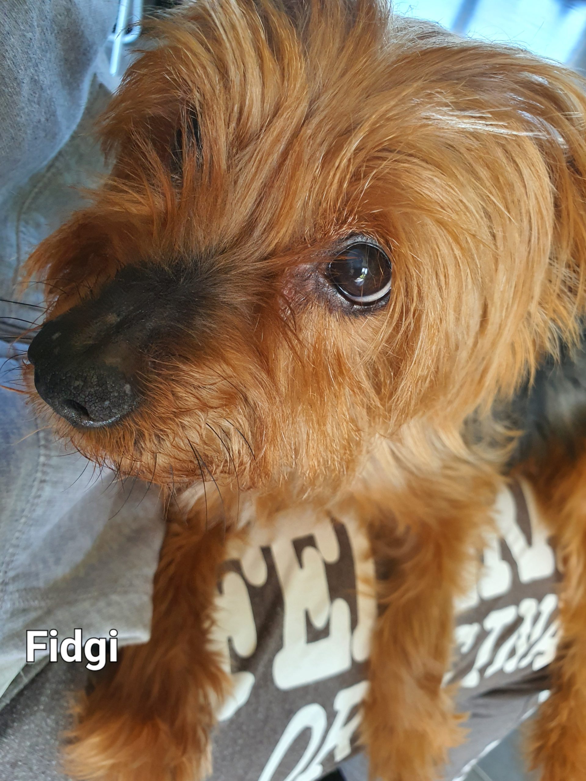 Fidgi