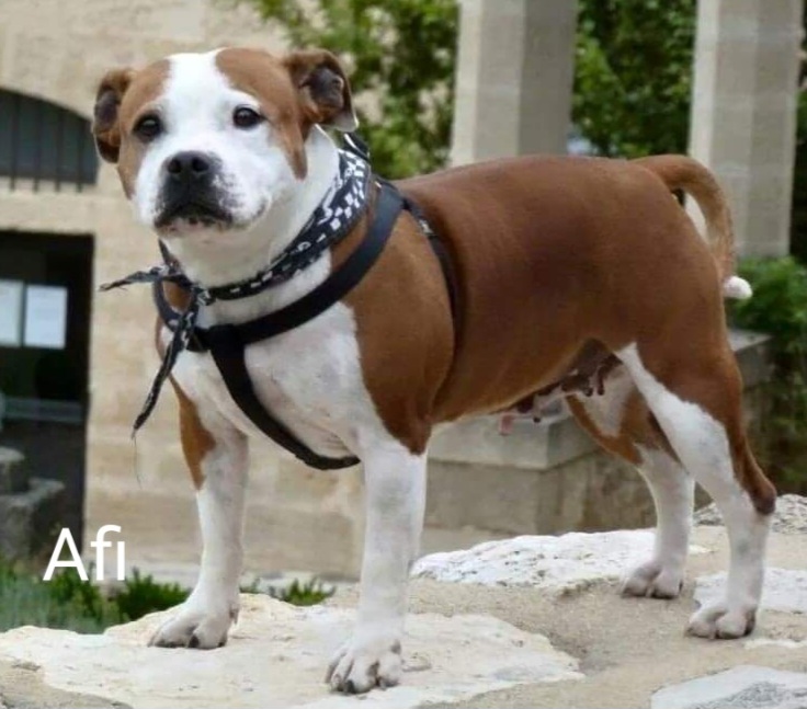 Afi