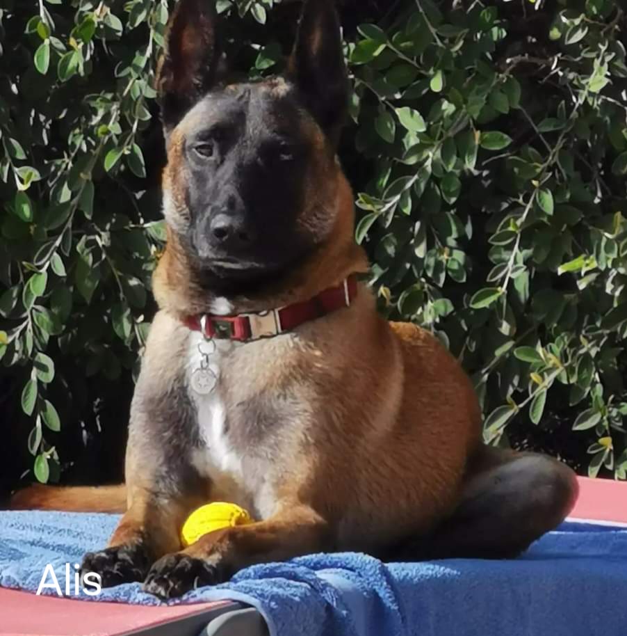 Alis