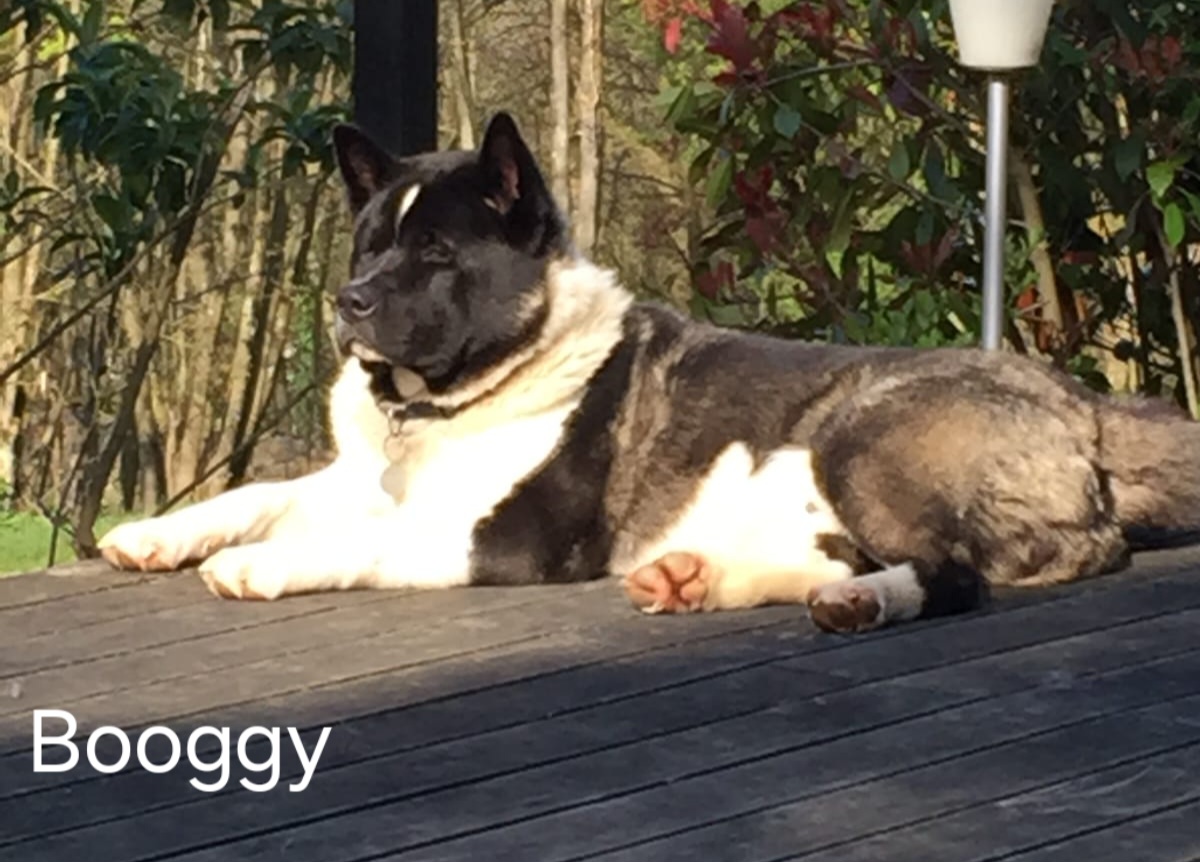 Booggy