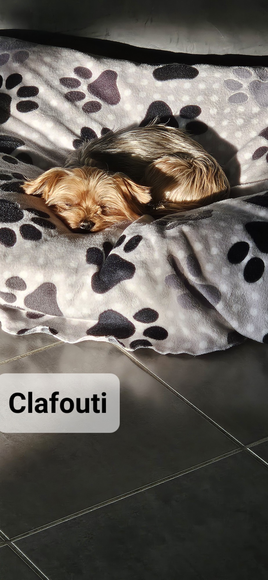Clafouti