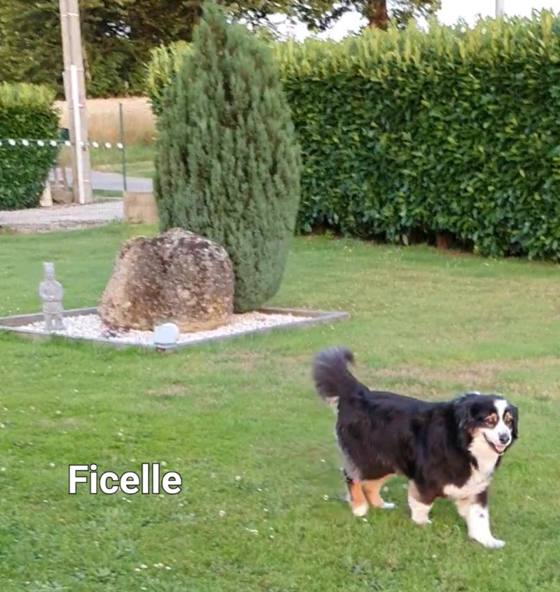 Ficelle