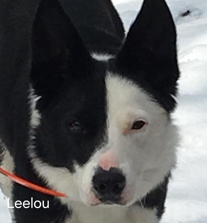 Leelou