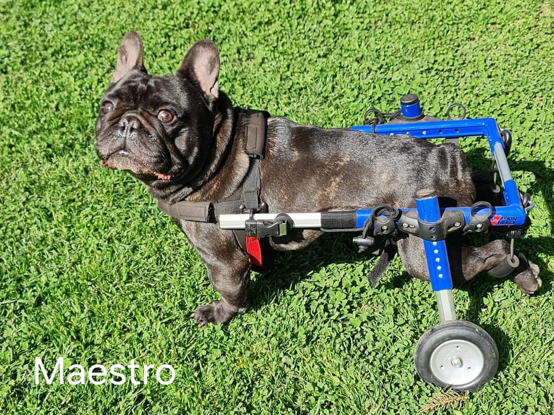 Maestro