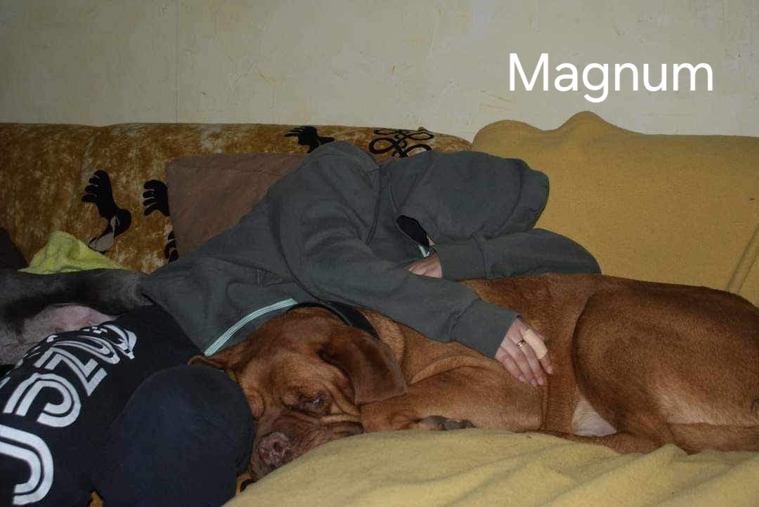 Magnum