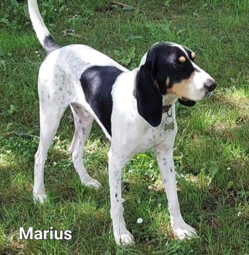 Marius