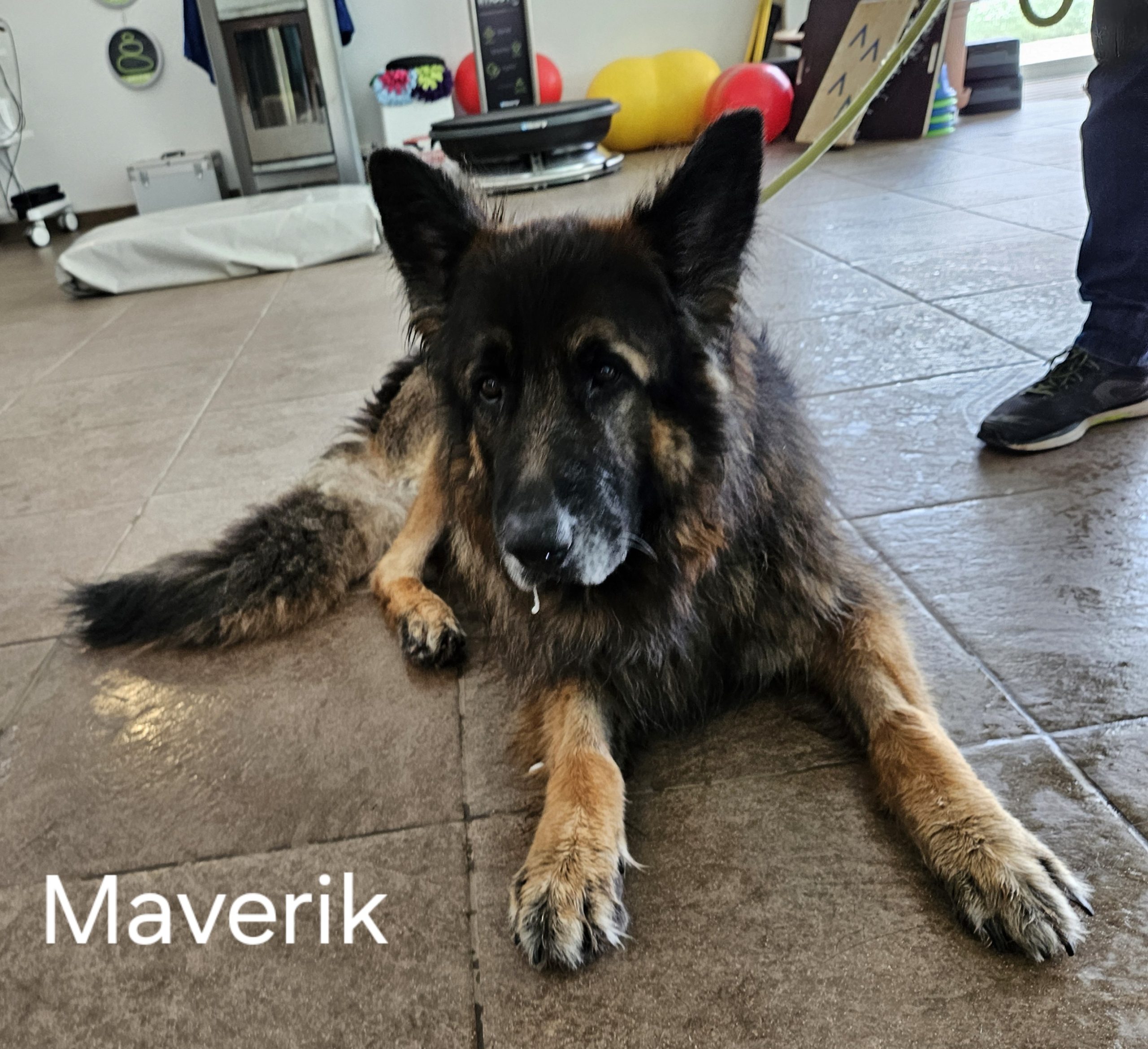 Maverik
