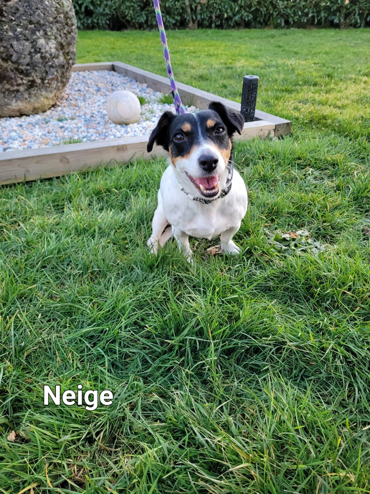 Neige