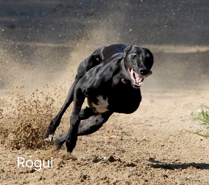 Rogui