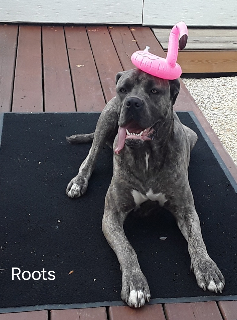 Roots