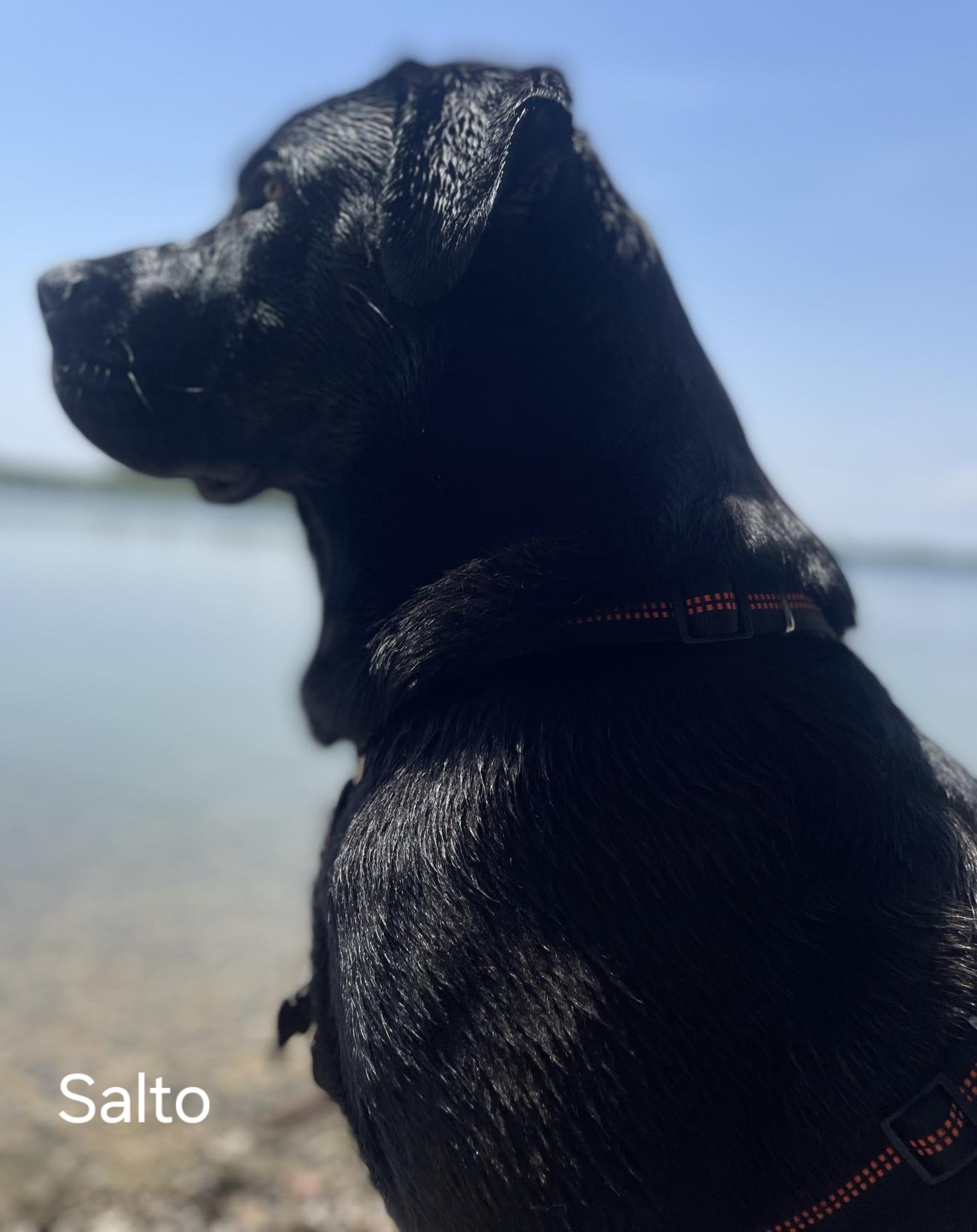 Salto