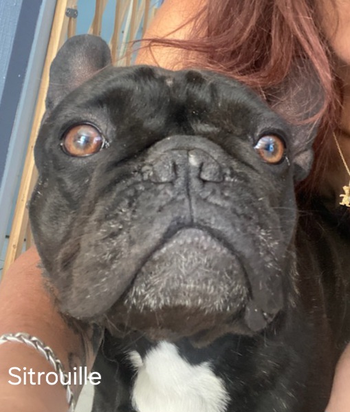 Sitrouille